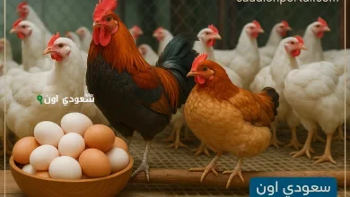 سعر الفراخ البيضاء
