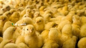 آخر تحديث لسعر الكتاكيت في السوق والمزرعة اليوم الثلاثاء