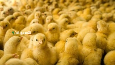 آخر تحديث لسعر الكتاكيت في السوق والمزرعة اليوم الثلاثاء