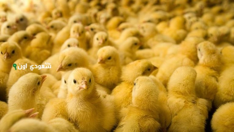 آخر تحديث لسعر الكتاكيت في السوق والمزرعة اليوم الثلاثاء