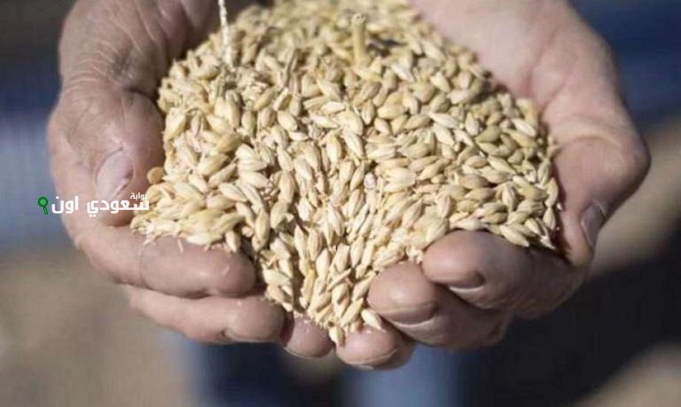 أسعار الأرز الشعير اليوم