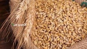 أسعار  الأرز الشعير اليوم