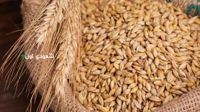 أسعار  الأرز الشعير اليوم