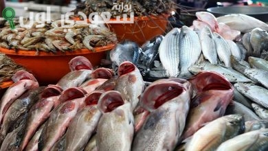 أسعار الأسماك اليوم
