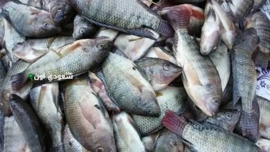 أسعار (البلطي – البوري - الجمبري) اليوم الخميس
