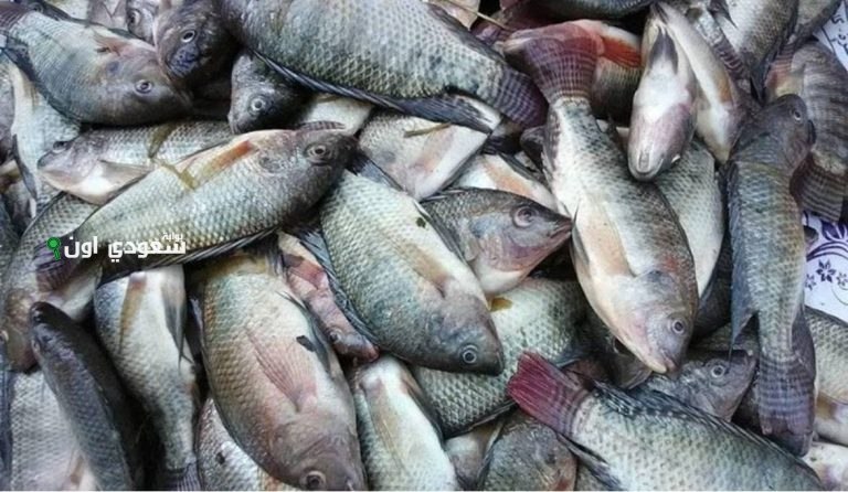 أسعار (البلطي – البوري - الجمبري) اليوم الخميس