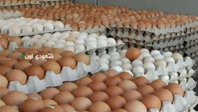 أسعار البيض