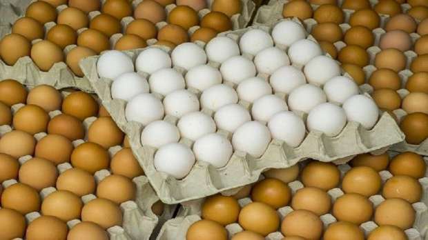 أسعار البيض الأبيض والأحمر