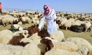 أسعار الخرفان في السعودية 2025 وأماكن بيعها بجميع الأنواع والأحجام