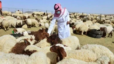 أسعار الخرفان في السعودية 2025 وأماكن بيعها بجميع الأنواع والأحجام