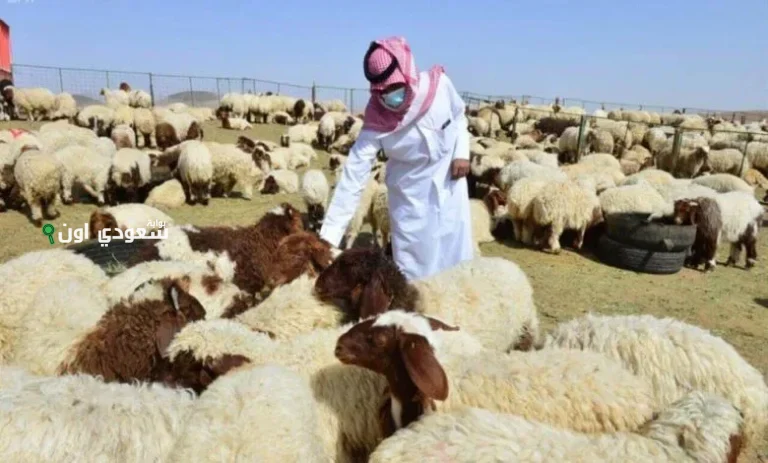 أسعار الخرفان في السعودية 2025 وأماكن بيعها بجميع الأنواع والأحجام