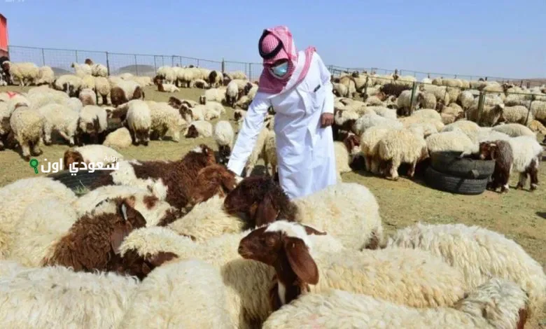 أسعار الخرفان في السعودية