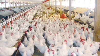 أسعار الدواجن اليوم الأحد في مصر