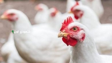 أسعار الدواجن والكتاكيت في المزارع والأسواق المصرية اليوم الخميس 22 مايو 2025