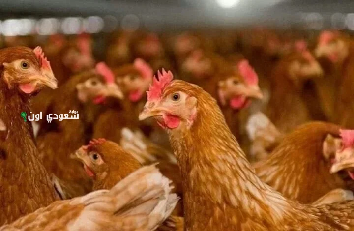 أسعار الفراخ البلدي