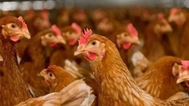 أسعار الفراخ البلدي