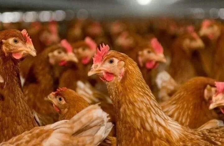 أسعار الفراخ البلدي