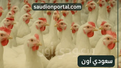 أسعار الفراخ البيضاء