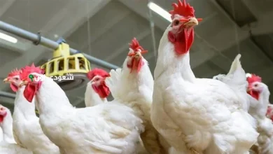 أسعار الفراخ البيضاء اليوم الثلاثاء 20 مايو 2025 في مصر ترتفع بشكل غير مسبوق