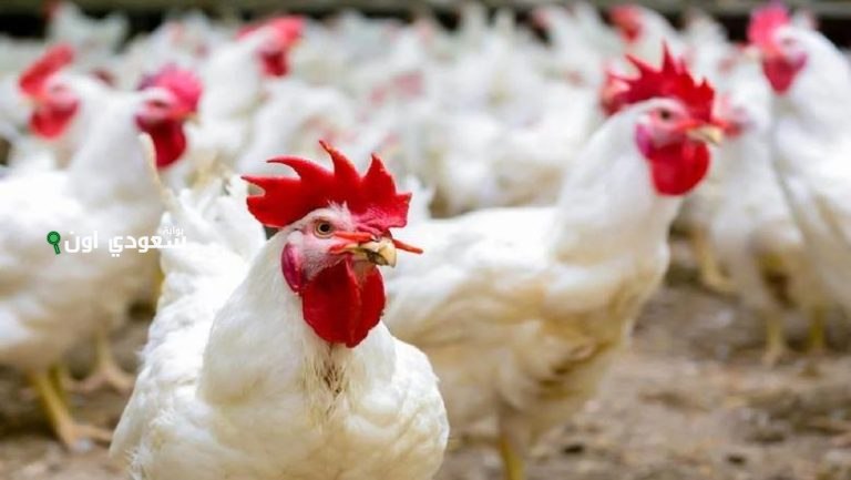 أسعار الفراخ البيضاء والبلدي