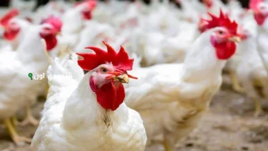 أسعار الفراخ البيضاء والبلدي اليوم الأحد 18 مايو 2025 تحديث لحظة بلحظة