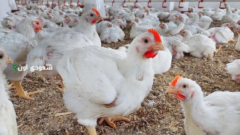 أسعار الفراخ البيضاء والساسو اليوم