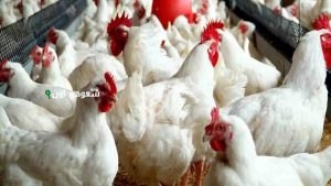 أسعار الفراخ الساسو اليوم تسجل ارتفاعًا حادًا وسط الطلب المتزايد