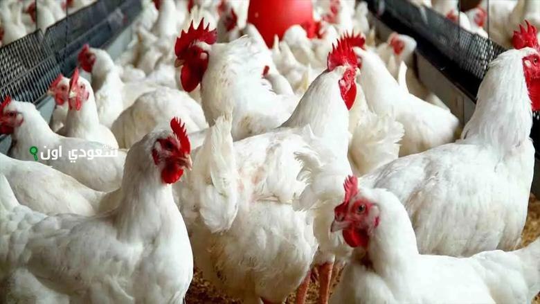أسعار الفراخ الساسو اليوم