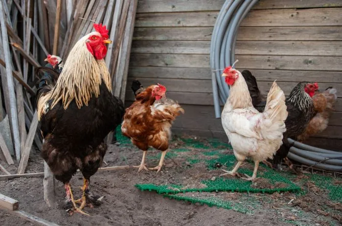 أسعار الفراخ الساسو والبلدي