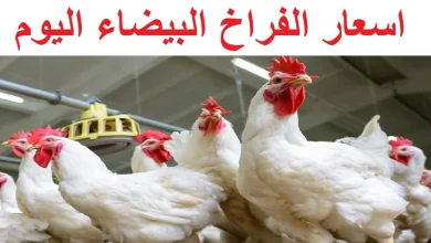 أسعار الفراخ الساسو والبلدي والبيضاء