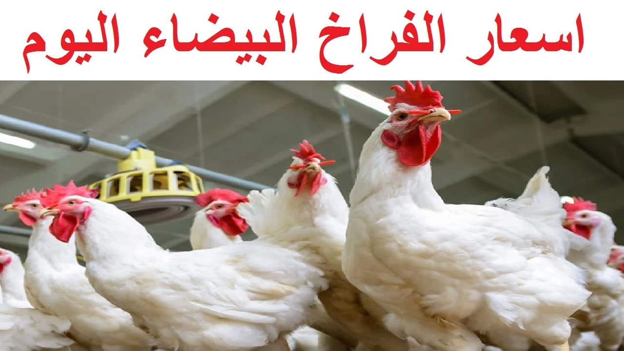 أسعار الفراخ الساسو والبلدي