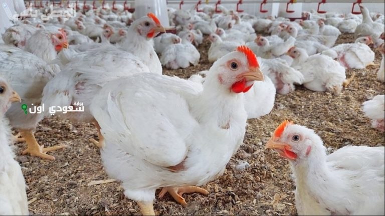 أسعار الفراخ اليوم