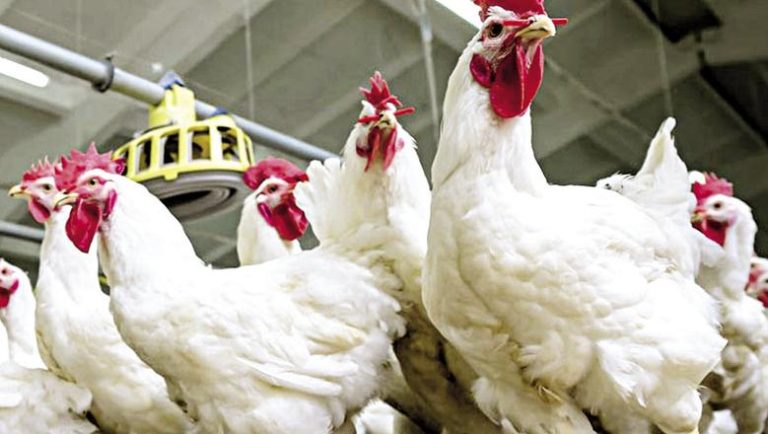 أسعار الفراخ والكتاكيت