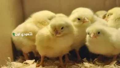 أسعار الكتاكيت اليوم في مصر