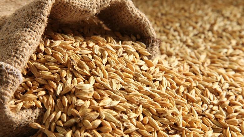 أسعار طن الأرز الشعير اليوم 