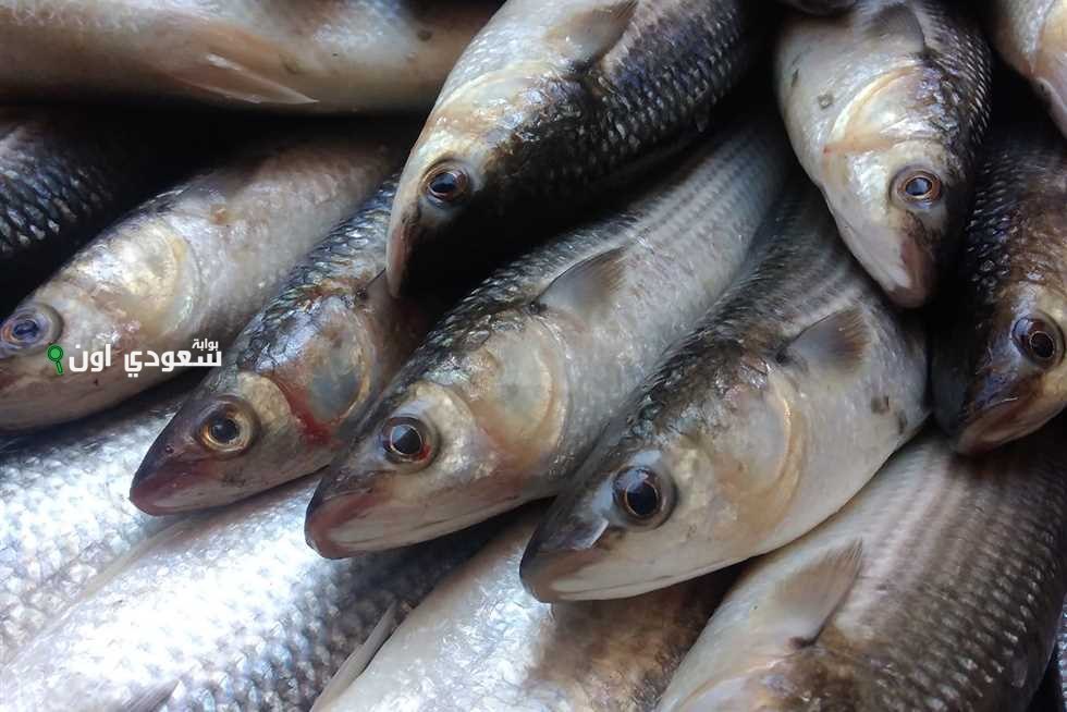 إليك قائمة أسعار الأسماك