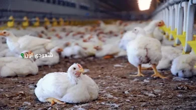 ارتفاع صادم.. سعر الدواجن اليوم السبت 17 مايو 2025 يُشعل القلق في الشارع