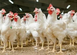 ارتفاع محدود في أسعار الفراخ اليوم الخميس 15 مايو 2025 يربك المربين والمستهلكين في مصر