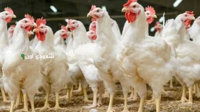 ارتفاع محدود في أسعار الفراخ اليوم الخميس 15 مايو 2025 يربك المربين والمستهلكين في مصر