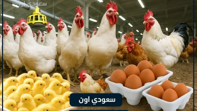 اسعار الدواجن اليوم