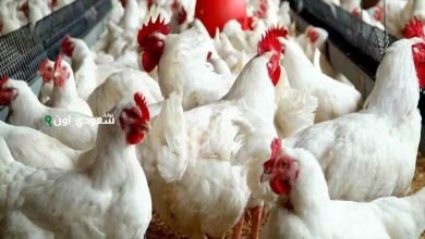 اسعار الفراخ والبانية في بورصة الدواجن اليوم الأحد