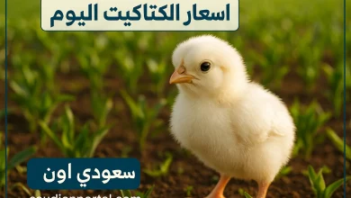 اسعار الكتاكيت اليوم
