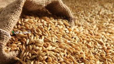 اضطرابات السوق تؤثر على سعر الأرز الشعير اليوم الخميس 15 مايو 2025 وسط ضعف الشراء