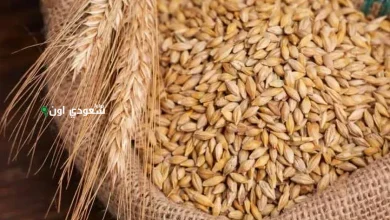الأرز الشعير يتراجع بشكل طفيف اليوم في مصر