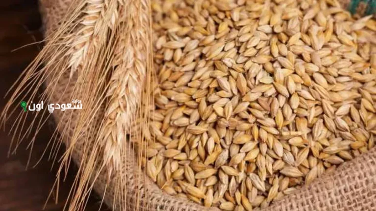 الأرز الشعير يتراجع بشكل طفيف اليوم في مصر