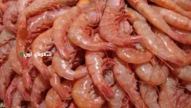 الجمبري وصل كام اليوم