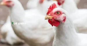 الدواجن اليوم في مصر