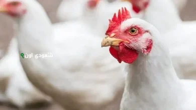 الدواجن اليوم في مصر