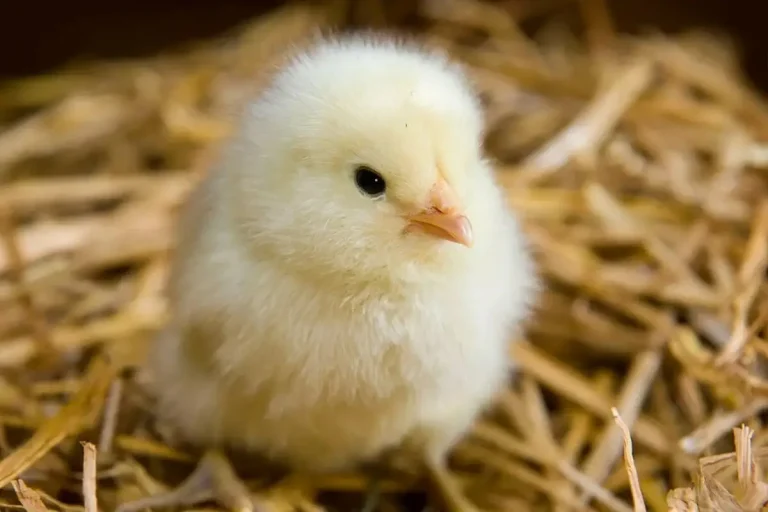 الكتاكيت تضرب السوق سعر الكتاكيت اليوم