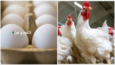 الكيلو وصل كام؟ إليك سعر الدواجن اليوم السبت 24 مايو 2025
